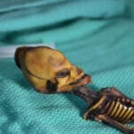 La Momia de Ata: Un Estudio del Esqueleto de Atacama