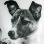 La mentira sobre la perrita Laika