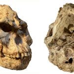 El misterioso fósil Little Foot podría reescribir la historia de los homínidos