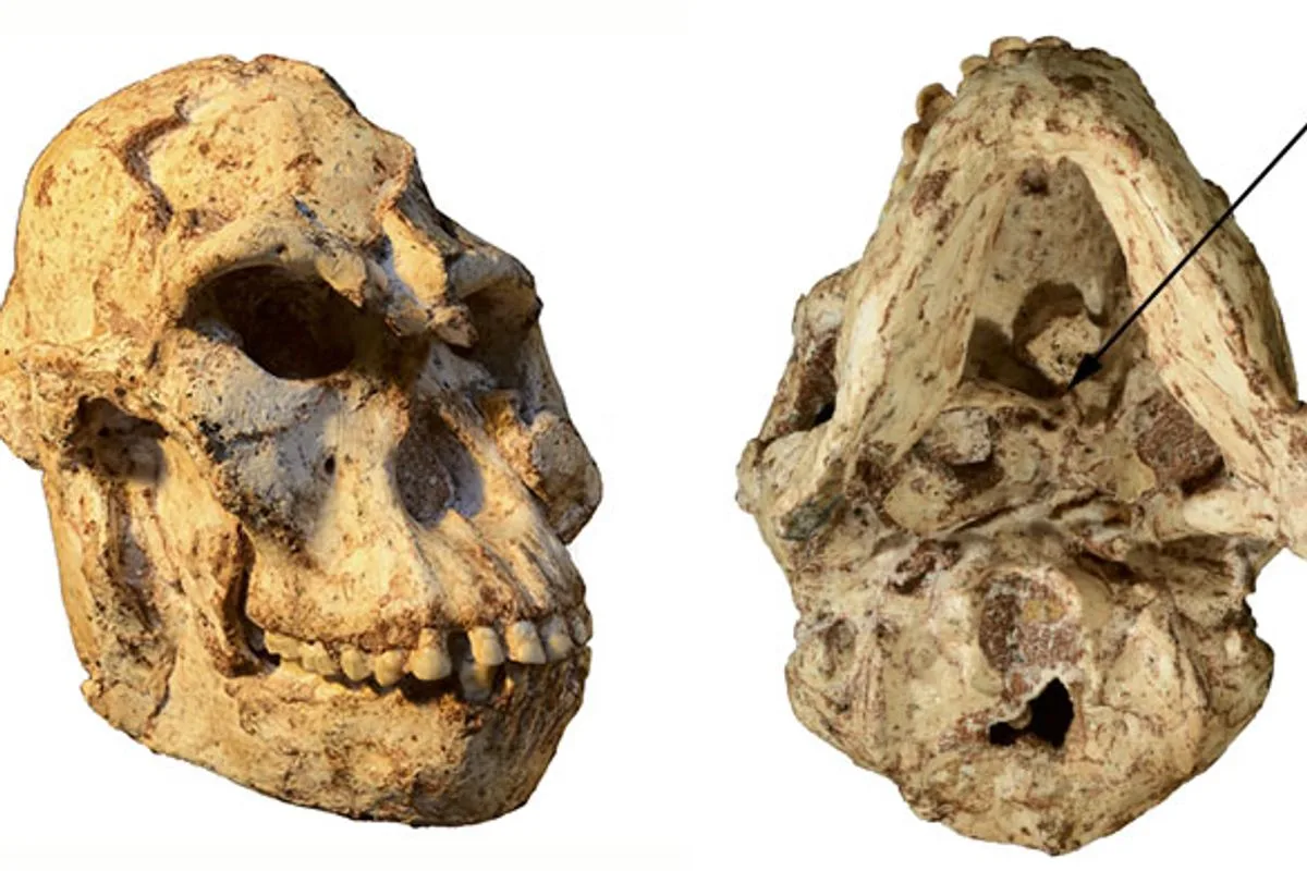 El misterioso fósil Little Foot podría reescribir la historia de los homínidos y representa un nuevo pariente humano.