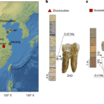 Dientes de hace 400.000 años sugieren un cruce entre el Homo erectus y los denisovanos.