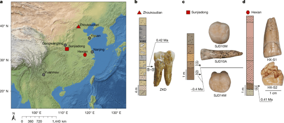 Dientes de hace 400.000 años sugieren un cruce entre el Homo erectus y los denisovanos.