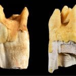 Los neandertales utilizaban dientes de rinoceronte prehistórico como herramientas para trabajos pesados.