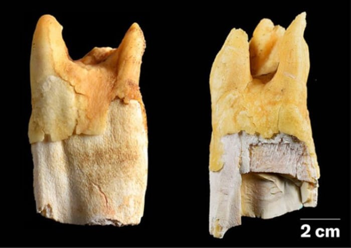 Los neandertales utilizaban dientes de rinoceronte prehistórico como herramientas para trabajos pesados.